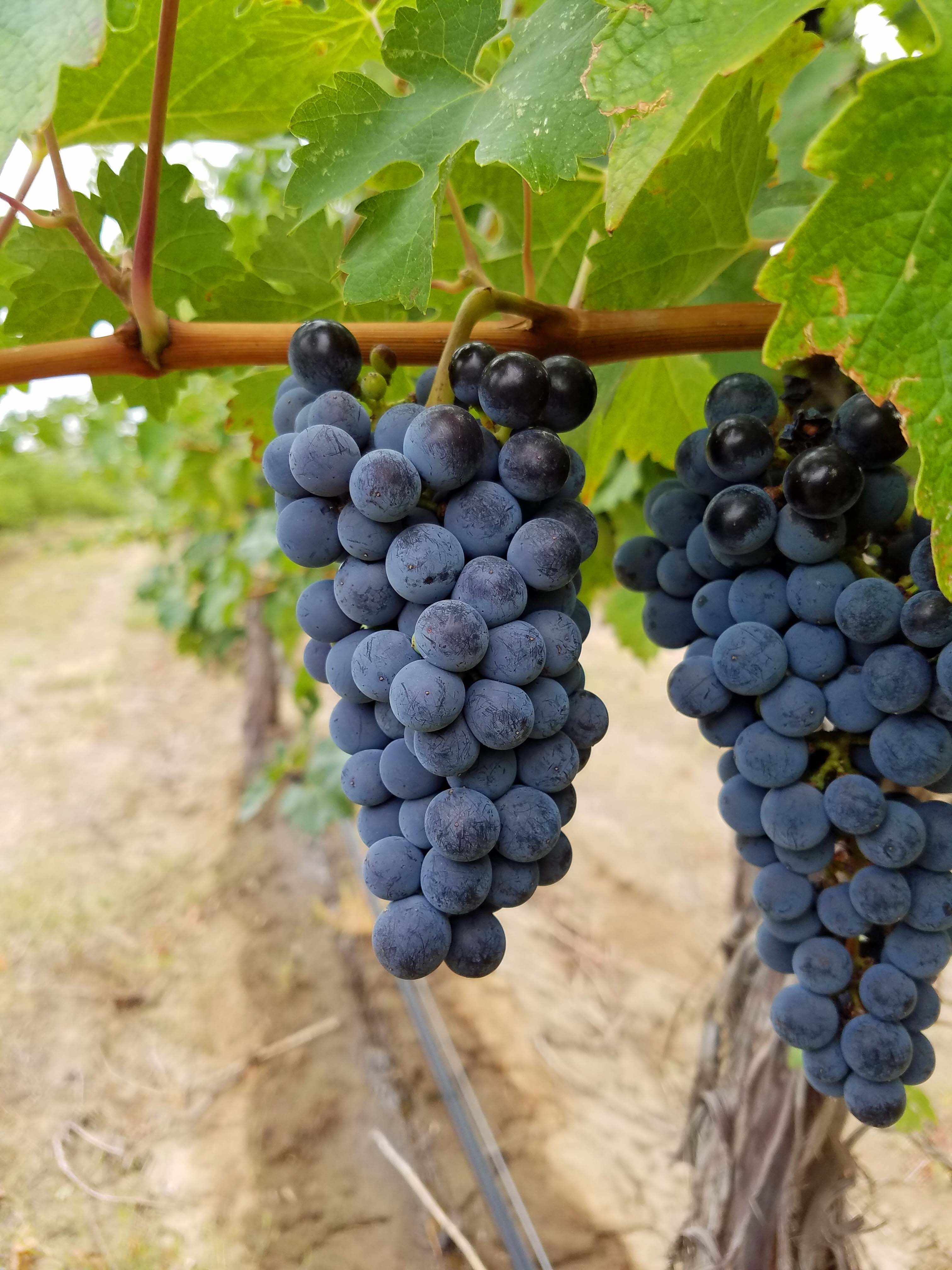 To purchase grapes, juice or bulk wine email Cave B Winemaker, Freddy Arredondo at  Freddy@caveb.com or call 509-520-3148.